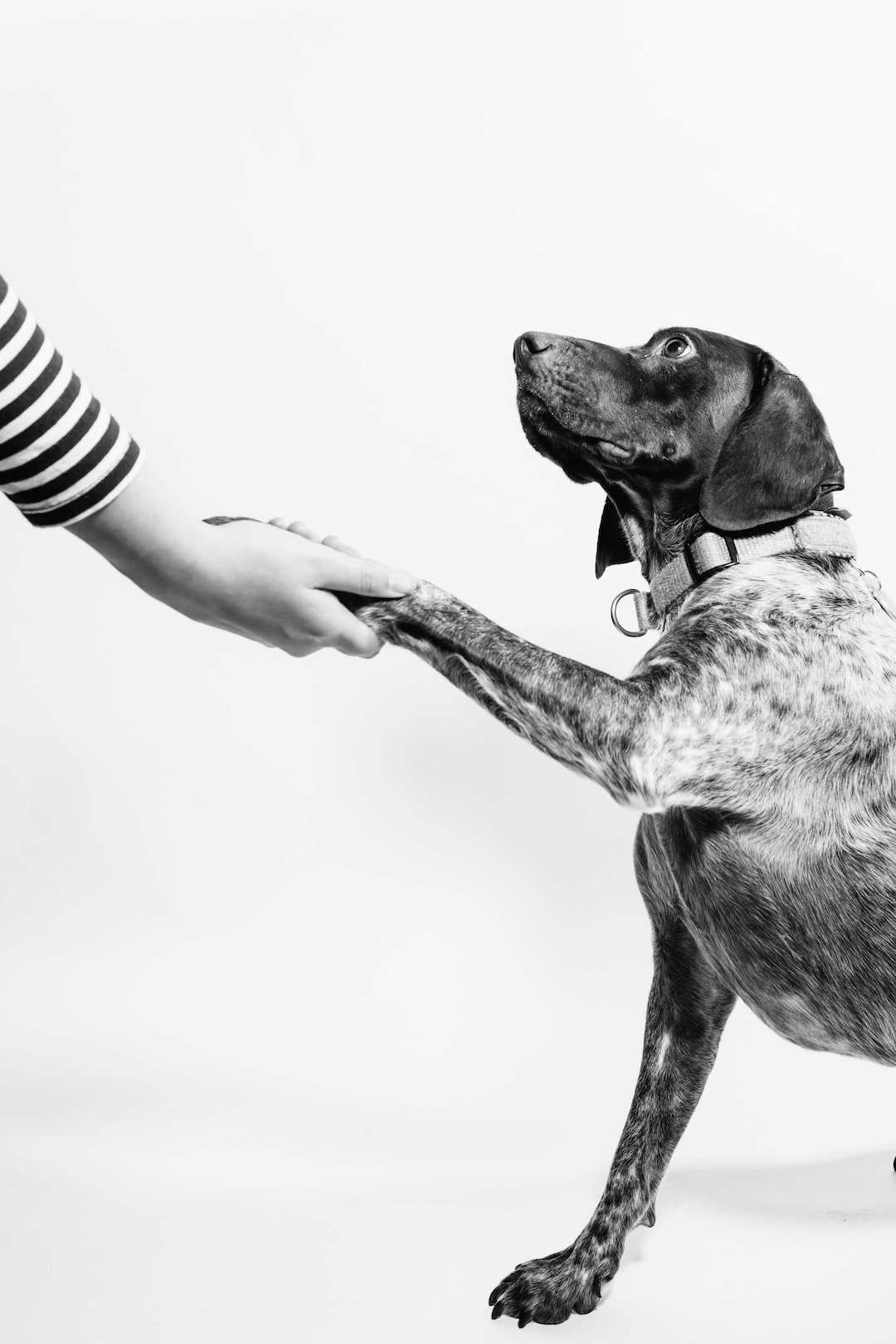 3 Things Cleveland Landlords Should Know About Support Animals